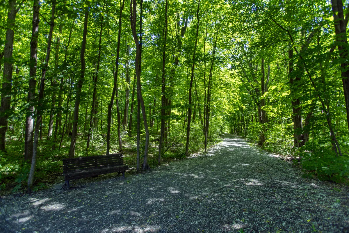 Sentier en forêt dans le Bois-de-Saraguay, Ahuntsic, Montréal